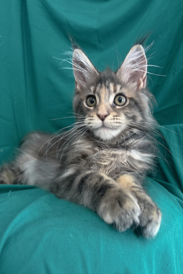 Wanessa | Maine Coon Kitten