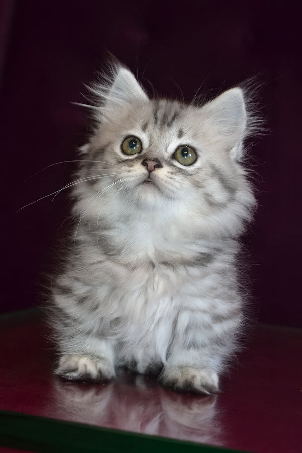 Watson | Munchkin Longhair Kitten