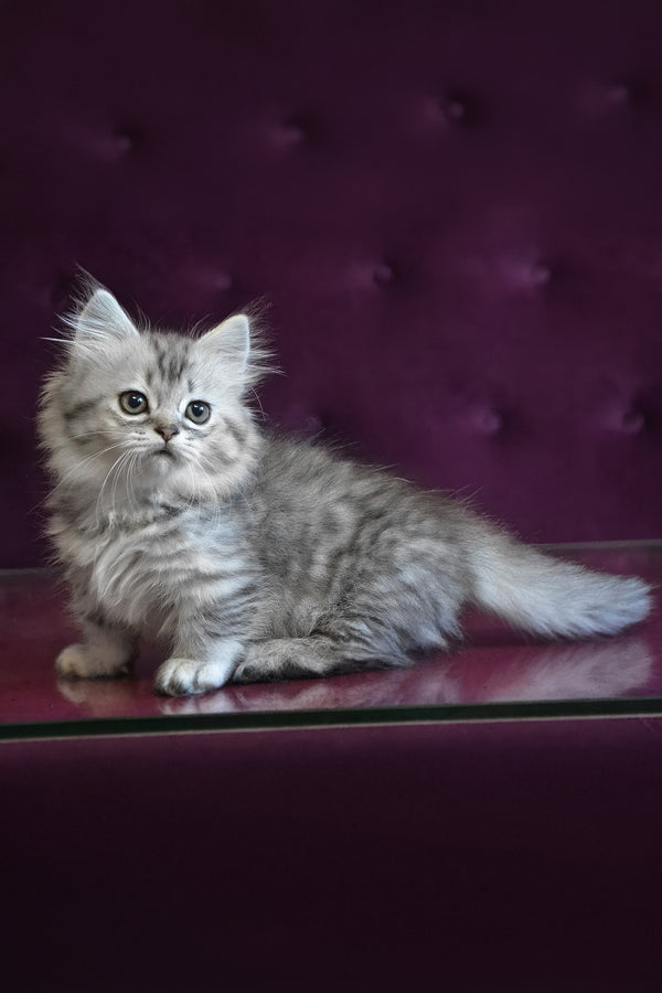 Watson | Munchkin Longhair Kitten