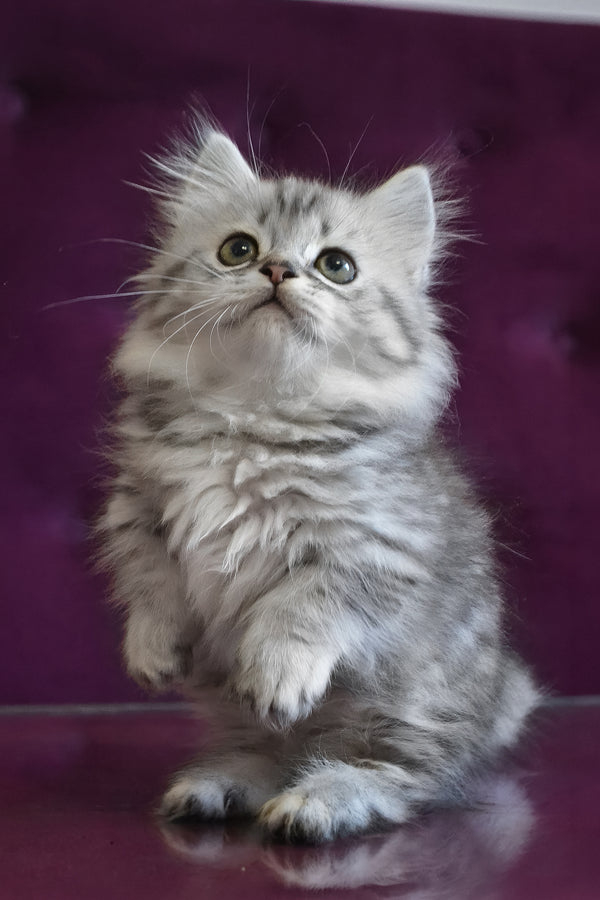 Watson | Munchkin Longhair Kitten