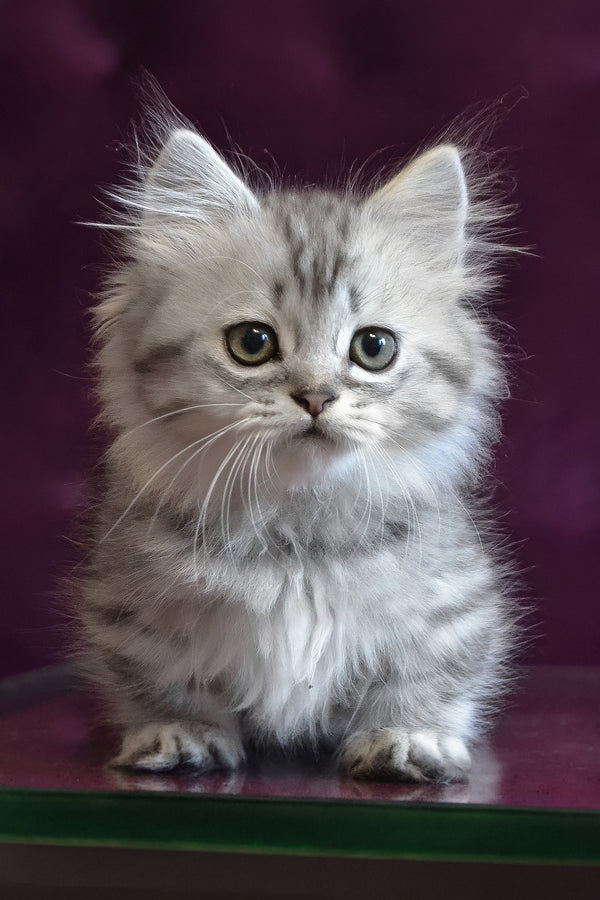 Watson | Munchkin Longhair Kitten