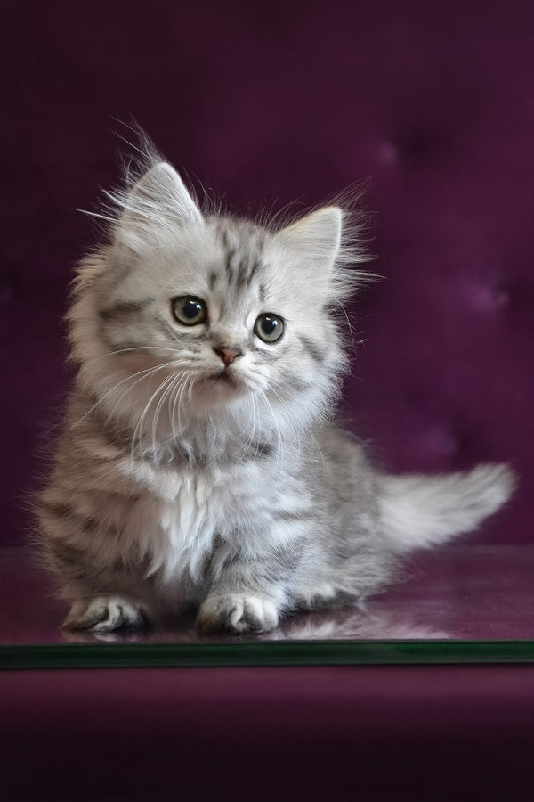 Watson | Munchkin Longhair Kitten