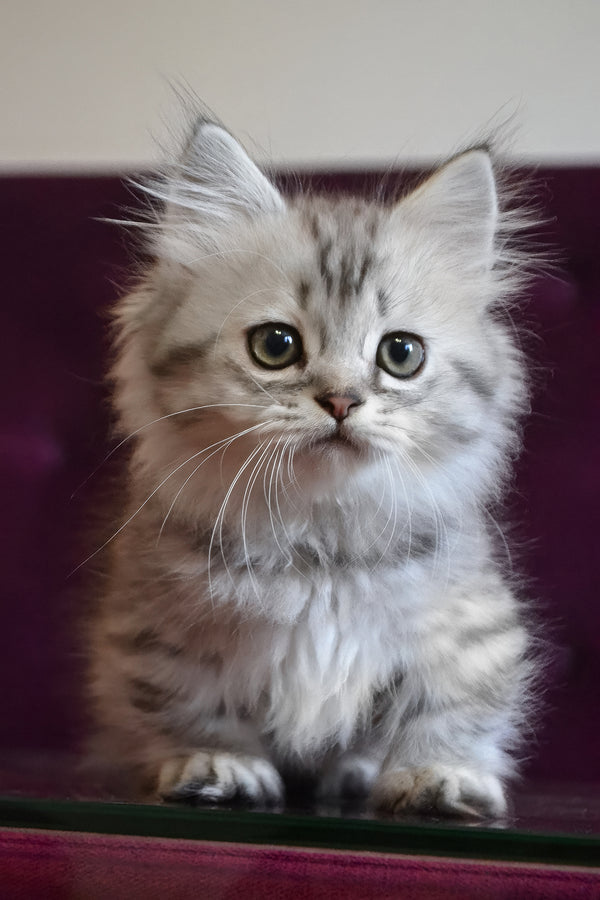 Watson | Munchkin Longhair Kitten