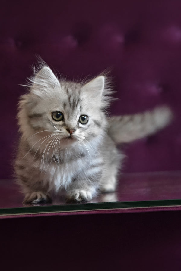 Watson | Munchkin Longhair Kitten