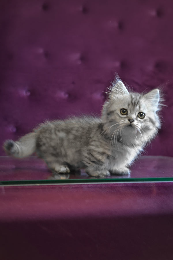 Watson | Munchkin Longhair Kitten