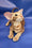 Wayne | Oriental Shorthair Kitten