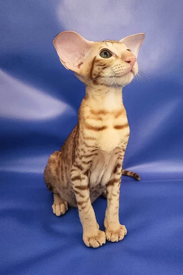 Wayne | Oriental Shorthair Kitten