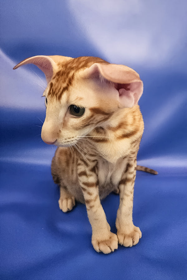 Wayne | Oriental Shorthair Kitten