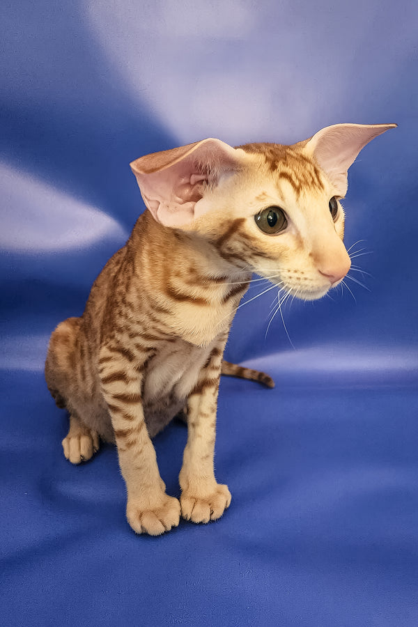 Wayne | Oriental Shorthair Kitten