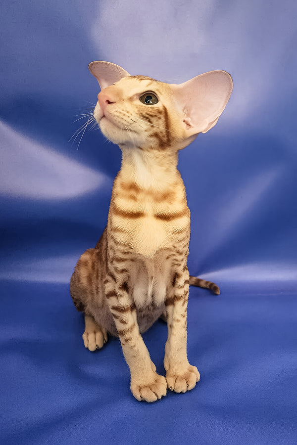 Wayne | Oriental Shorthair Kitten