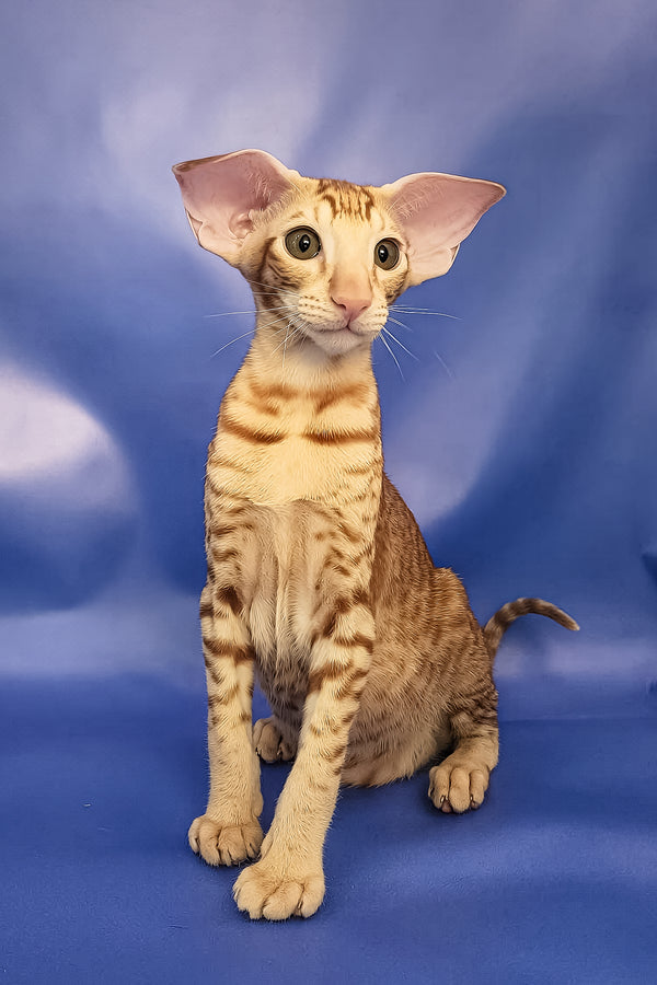Wayne | Oriental Shorthair Kitten