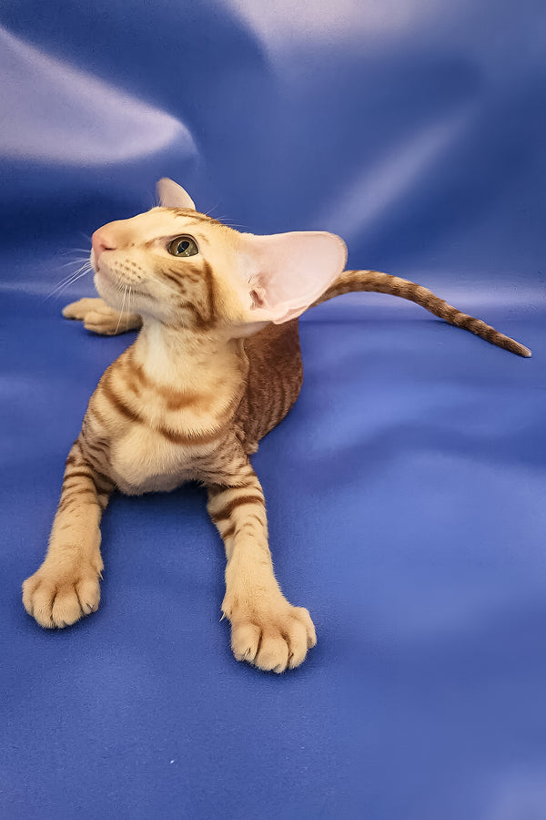 Wayne | Oriental Shorthair Kitten