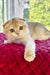 Weesy | Scottish Fold Kitten