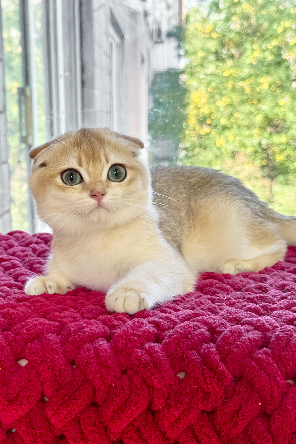 Weesy | Scottish Fold Kitten