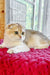 Weesy | Scottish Fold Kitten