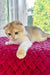 Weesy | Scottish Fold Kitten