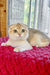 Weesy | Scottish Fold Kitten
