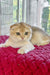 Weesy | Scottish Fold Kitten