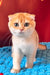 Weesy | Scottish Fold Kitten
