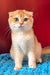 Weesy | Scottish Fold Kitten