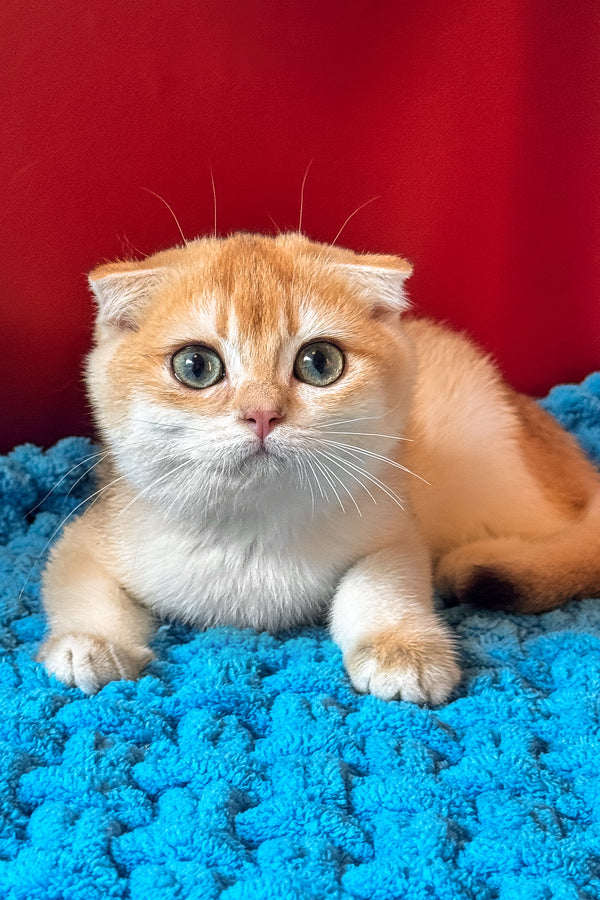 Weesy | Scottish Fold Kitten