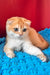 Weesy | Scottish Fold Kitten