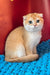 Weesy | Scottish Fold Kitten