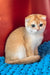 Weesy | Scottish Fold Kitten
