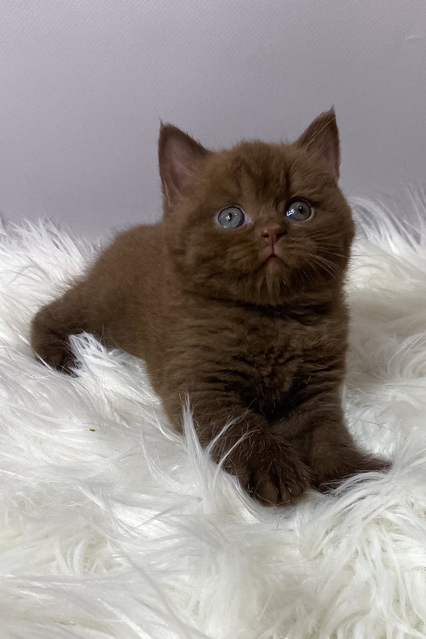 Wegas | British Shorthair Kitten