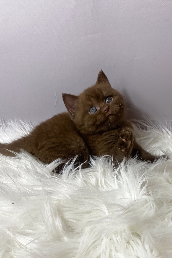 Wegas | British Shorthair Kitten