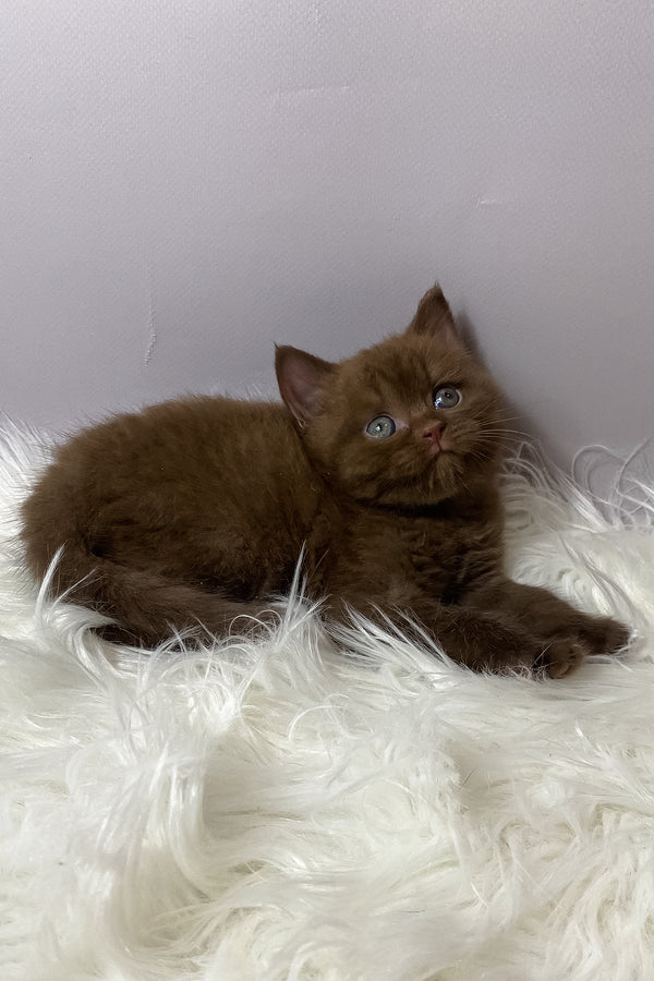 Wegas | British Shorthair Kitten