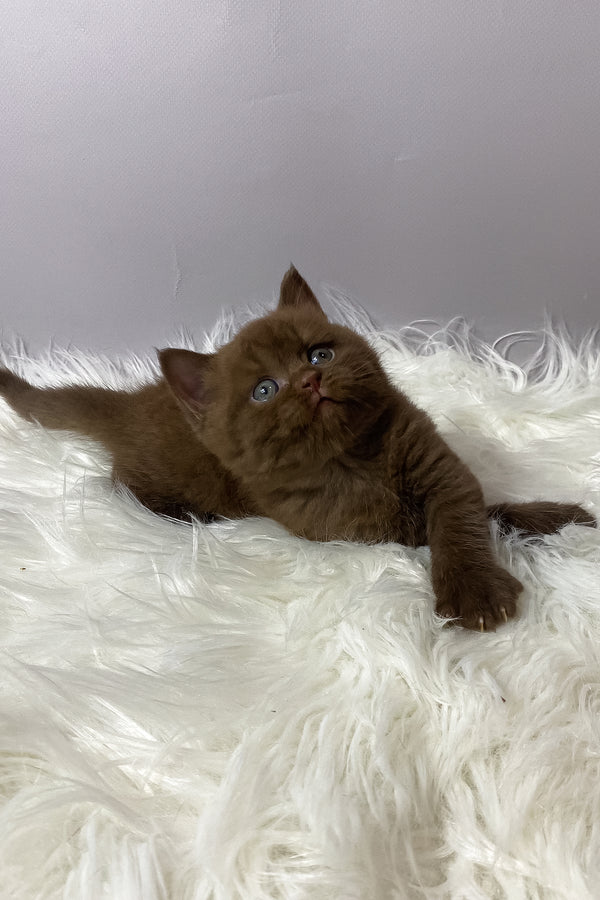 Wegas | British Shorthair Kitten