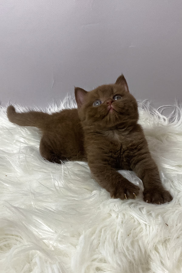 Wegas | British Shorthair Kitten