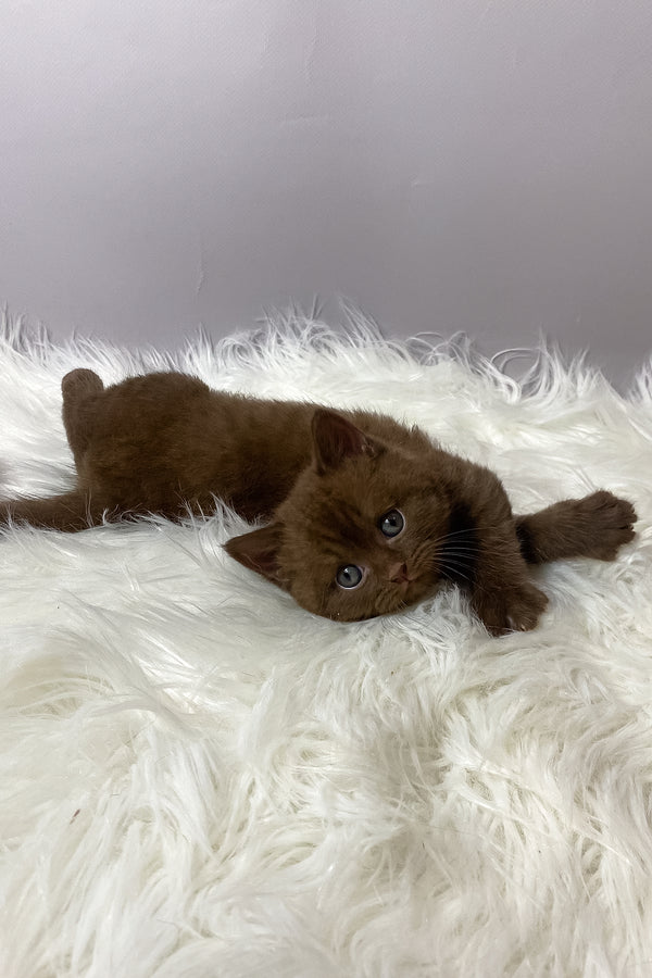 Wegas | British Shorthair Kitten