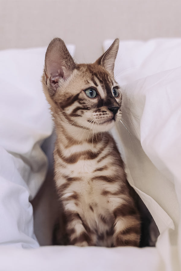 Weiss | Bengal Kitten