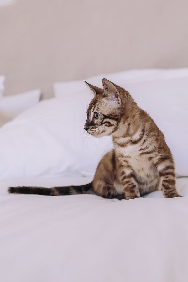 Weiss | Bengal Kitten