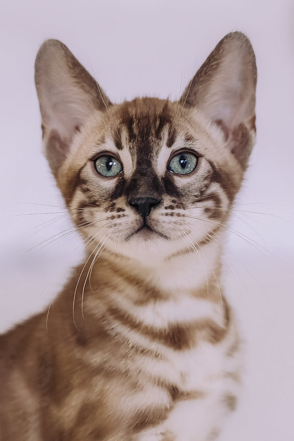 Weiss | Bengal Kitten