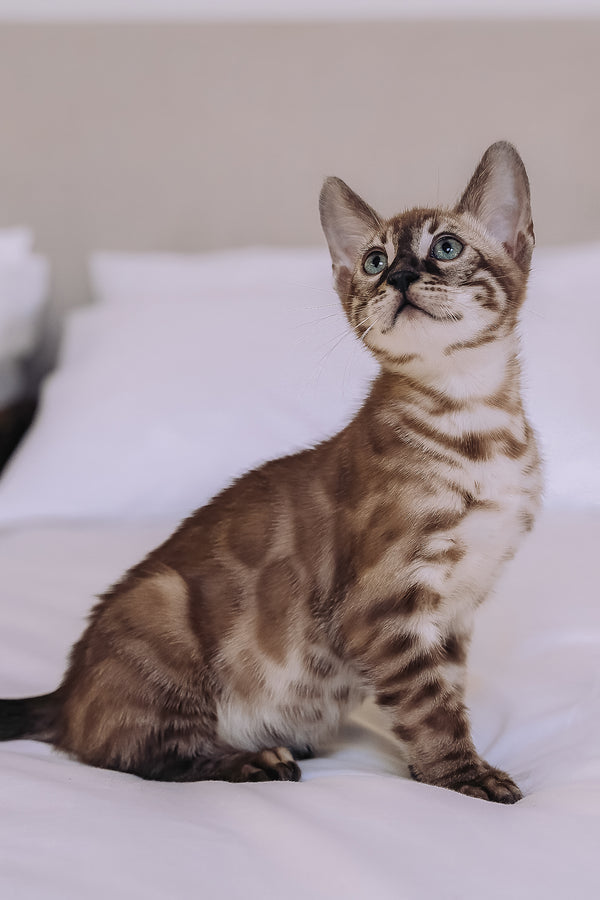 Weiss | Bengal Kitten