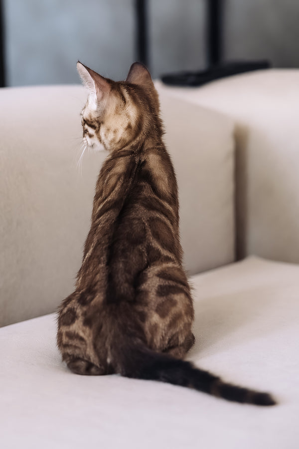 Weiss | Bengal Kitten