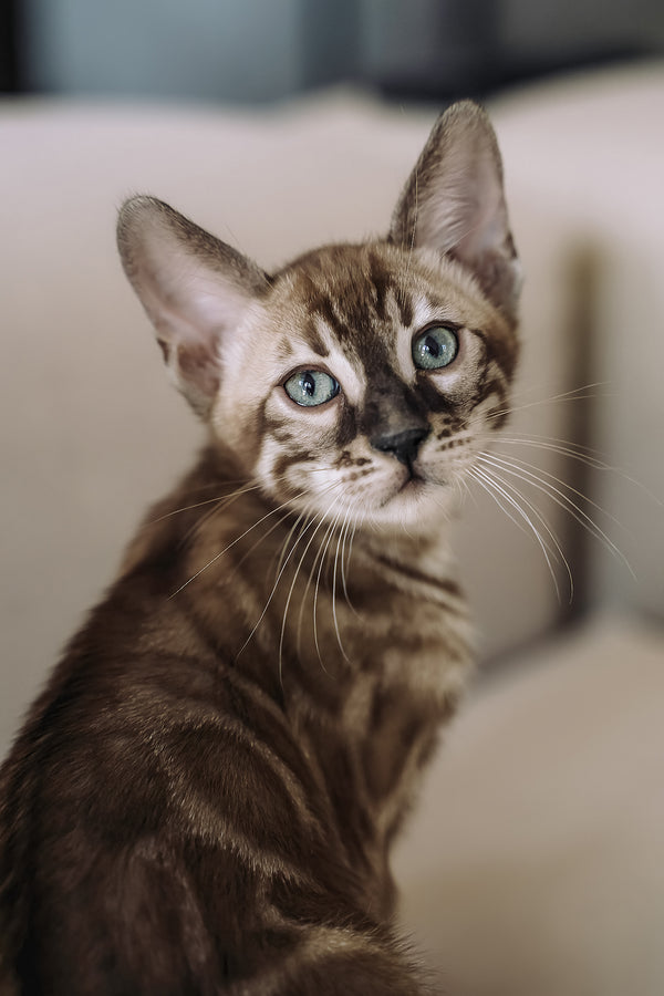 Weiss | Bengal Kitten