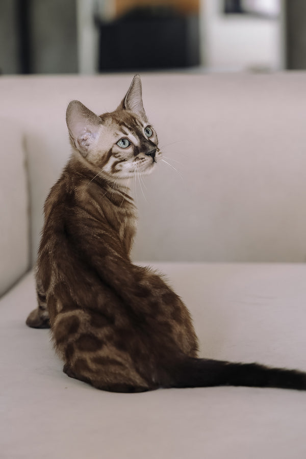 Weiss | Bengal Kitten