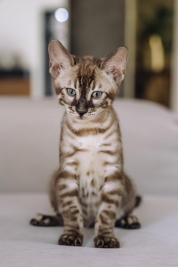 Weiss | Bengal Kitten
