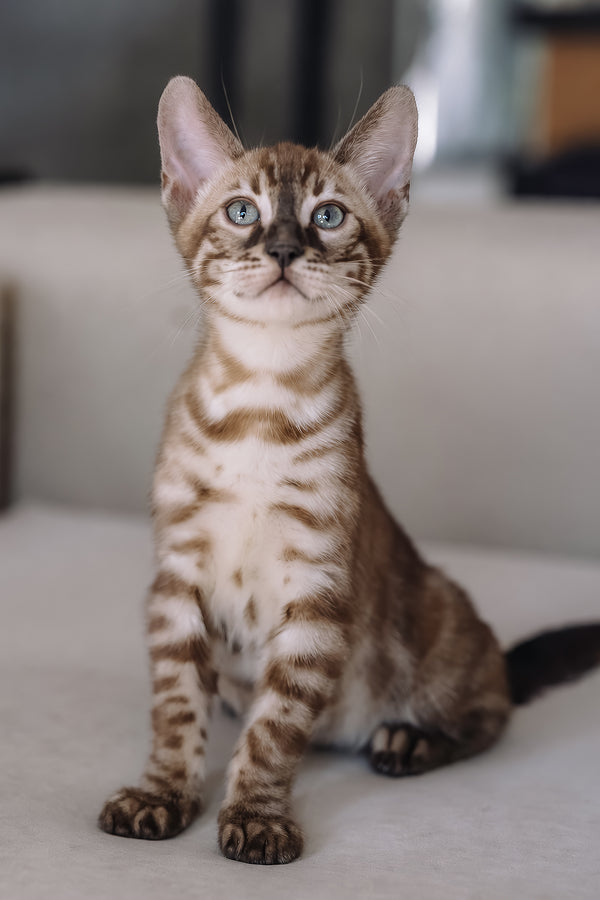 Weiss | Bengal Kitten