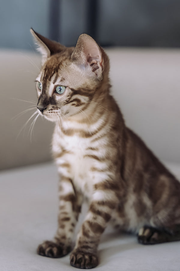Weiss | Bengal Kitten