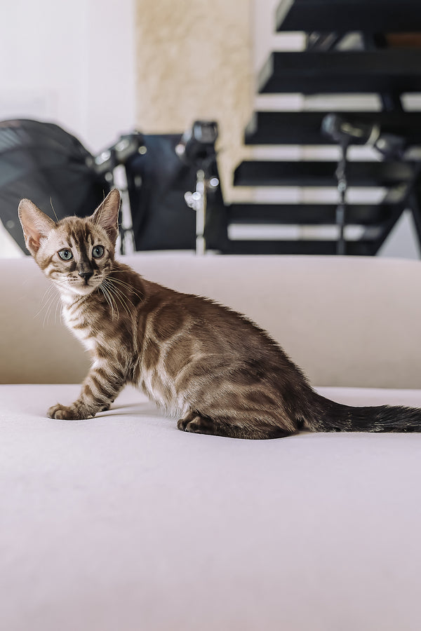 Weiss | Bengal Kitten