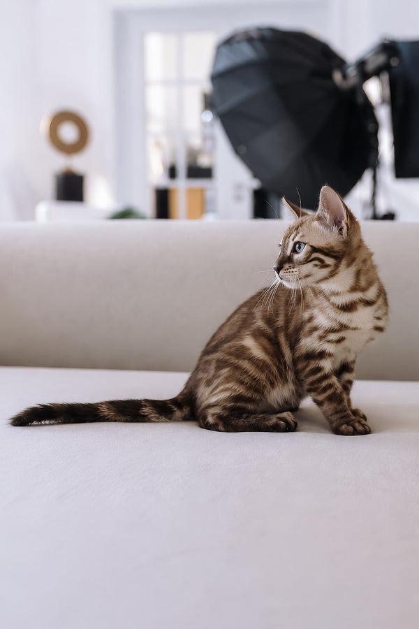Weiss | Bengal Kitten