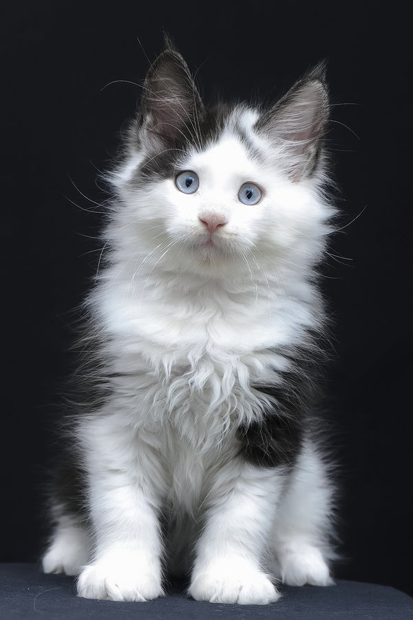 Wellington | Maine Coon Kitten