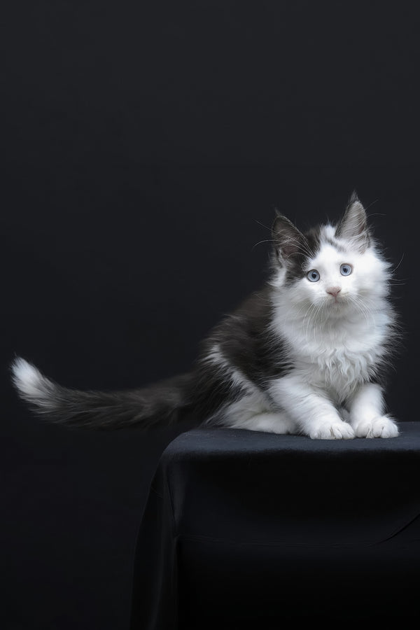 Wellington | Maine Coon Kitten