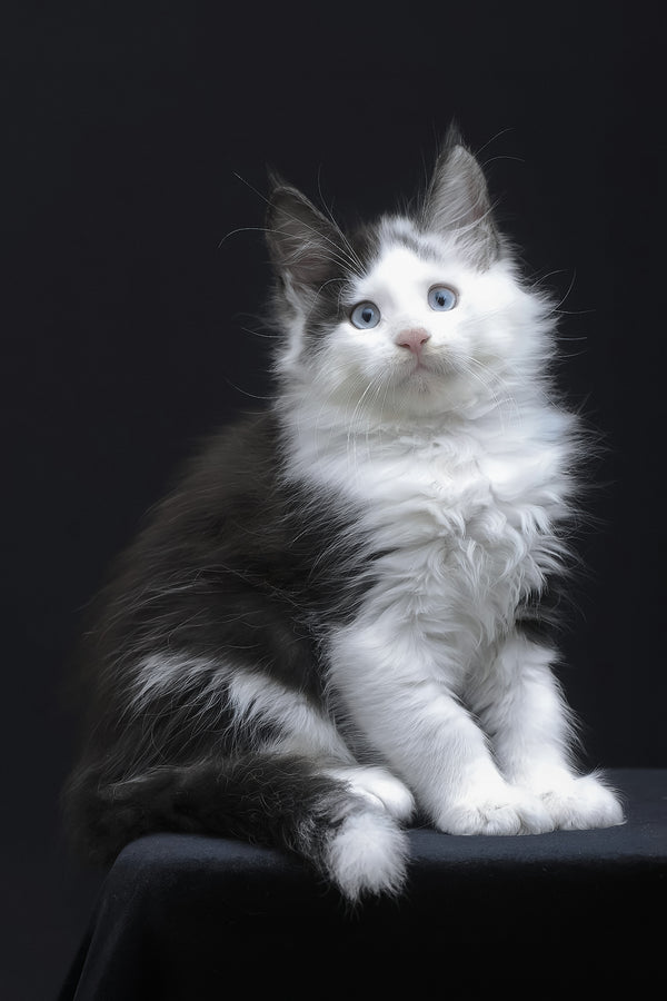 Wellington | Maine Coon Kitten