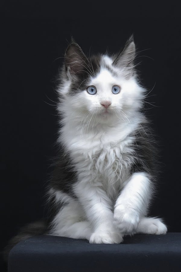 Wellington | Maine Coon Kitten